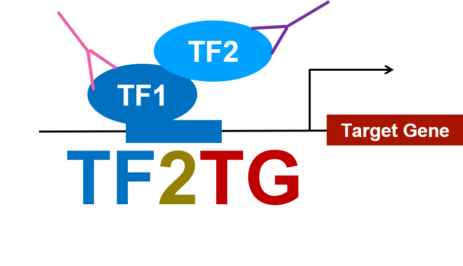 Logo for the TF2TG online resource representing transcriptional control of a target gene by transcription factors in cartoon form