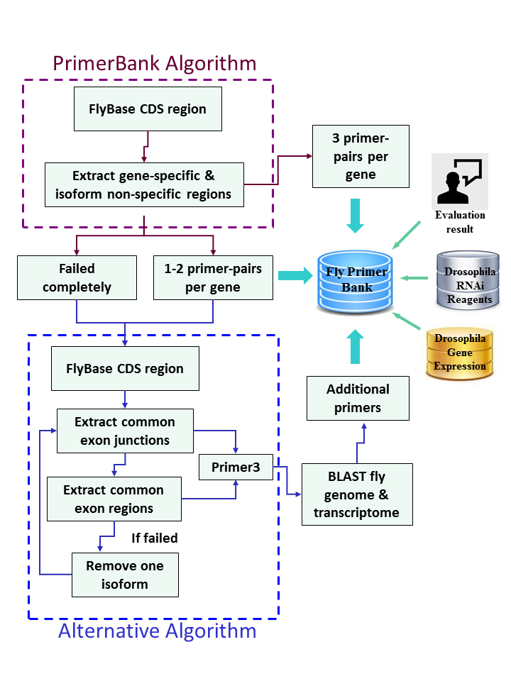 FlyPrimerBank workflow diagram