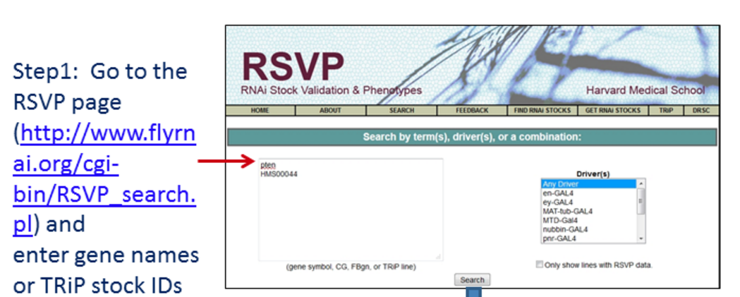 RSVP feeback step 1