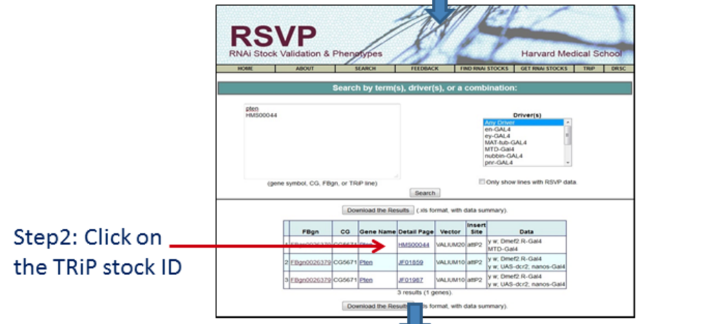 RSVP feeback step 2