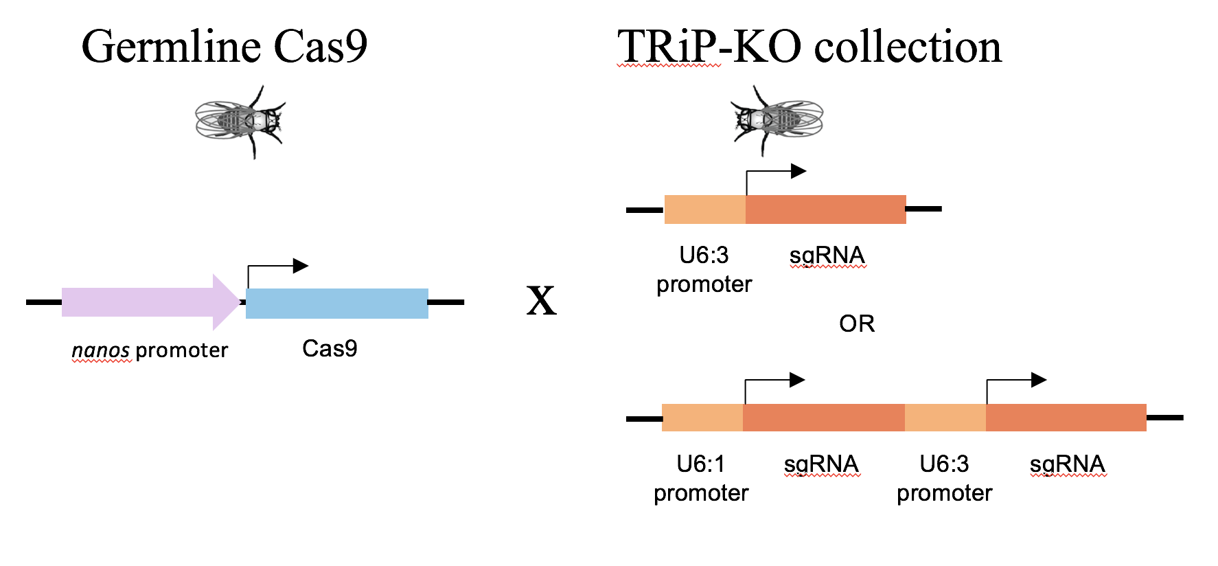 Germline+Cas9