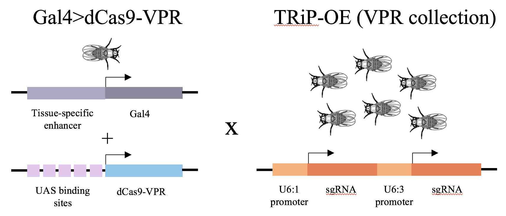 TRiP-OE VPR cross