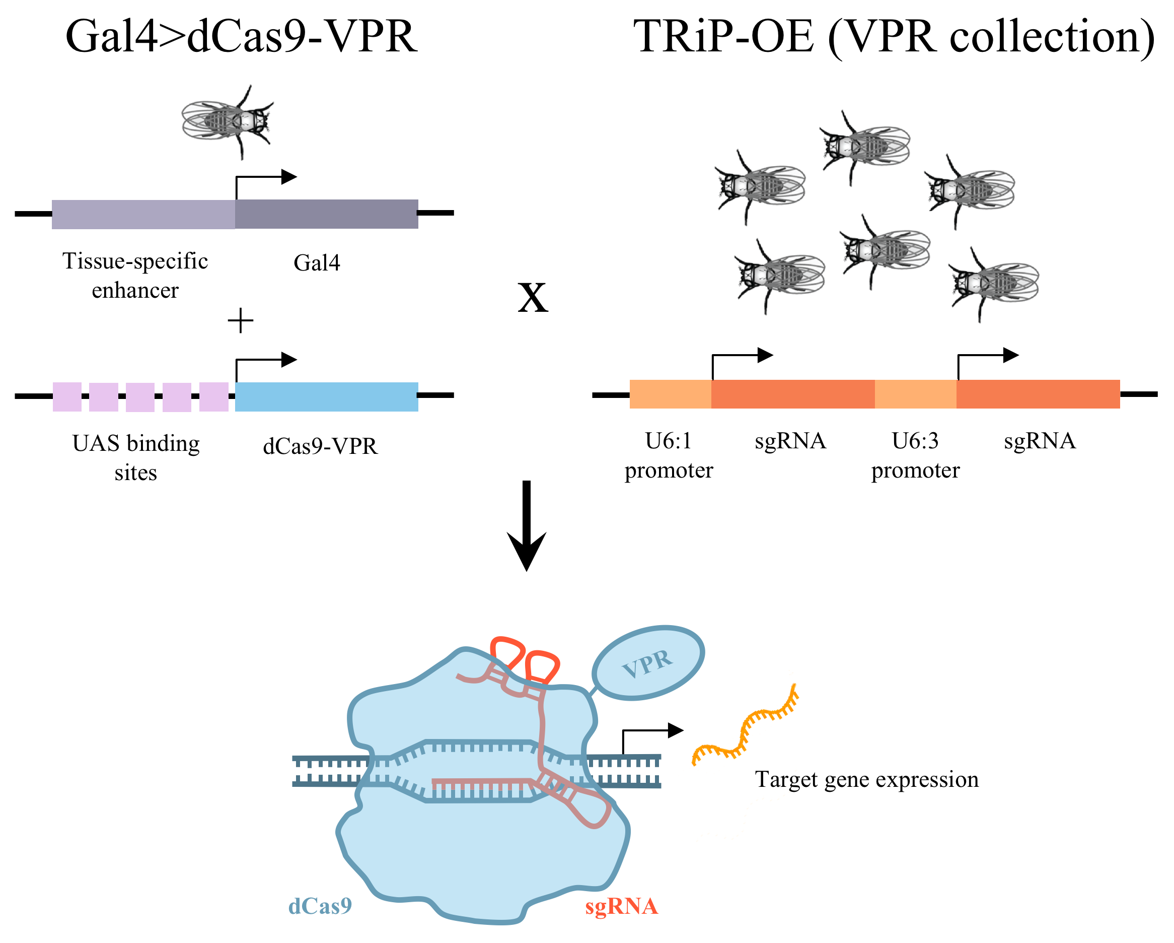 VPR