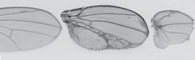 in vivo CRISPR