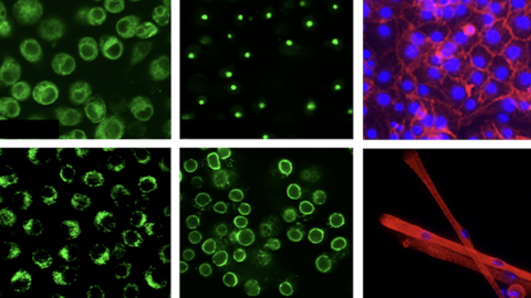 GFP-tagged and newly isolated Drosophila cell lines generated in the project funded by R24 OD019847 (to Perrimon, Mohr, and Simcox), showing GFP localized to specific organelles and example tissue-type-specific cell lines such as a muscle-like cell line