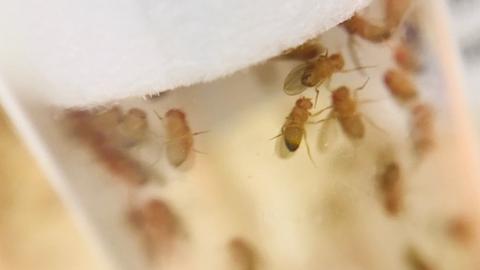 Top of a vial of Drosophila showning adult flies; the TRiP has generated many transgenic Drosophila fly stocks for knockdown, knockout, binary expression, and other uses