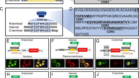 Figure 1 from Xu, Kim et al 2022 in eLife