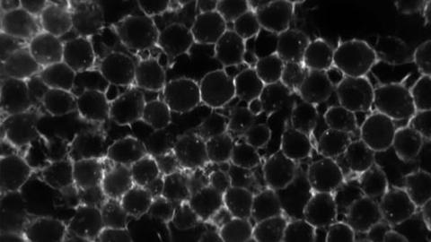 Cell RNAi