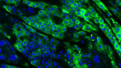 CRISPR Technologies