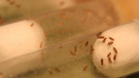 flies-vials-side-landscape_0.jpg