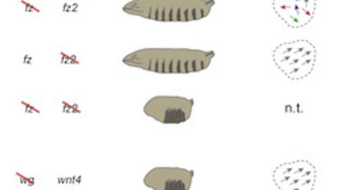 from Figure 1 in Ewen-Campen et al. in Dev Cell