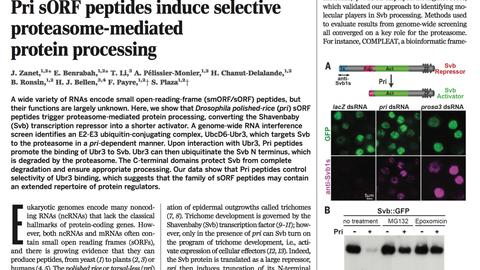 Screenshot of a 2015 Science paper from Payre and colleagues